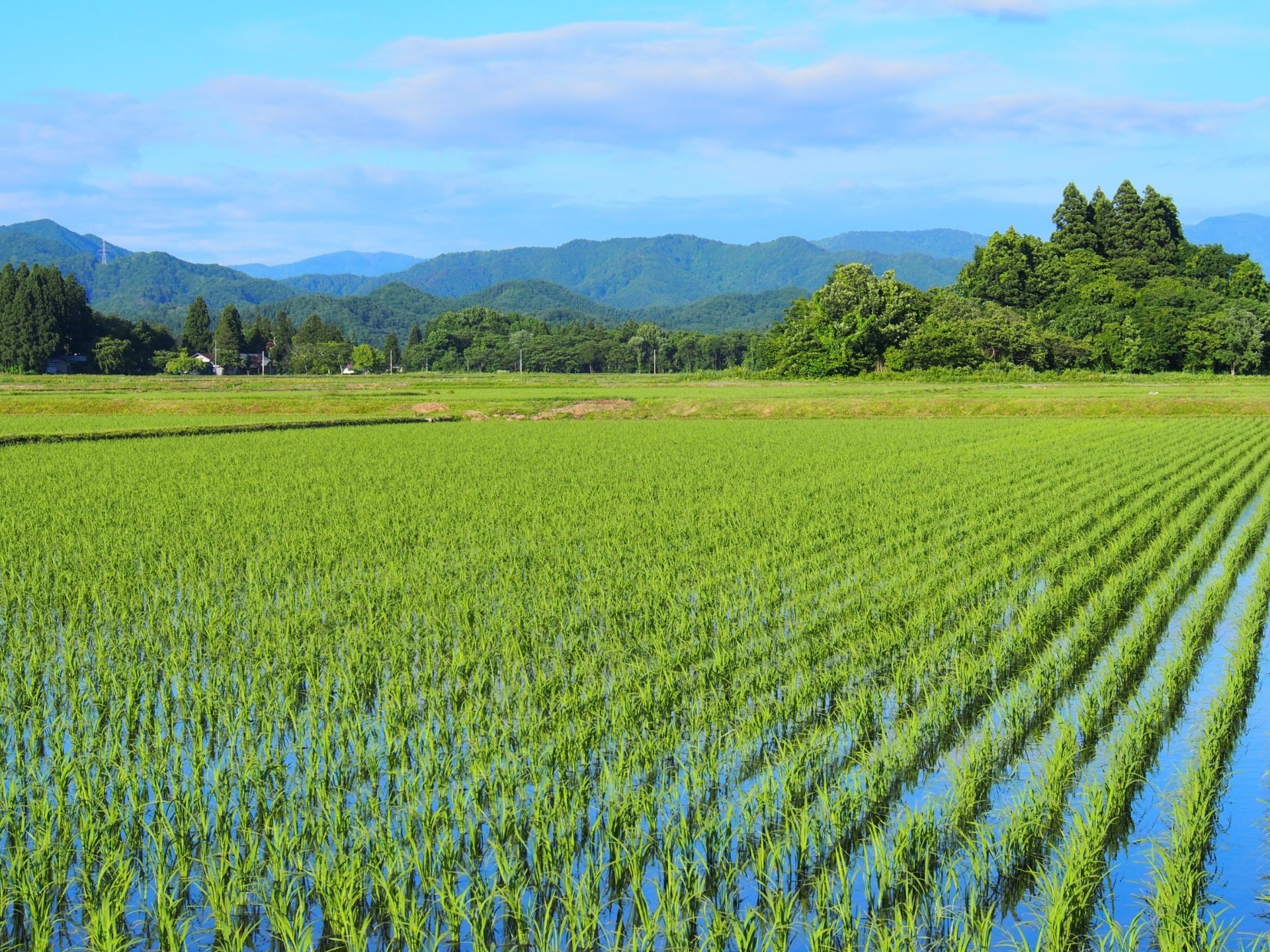 お米